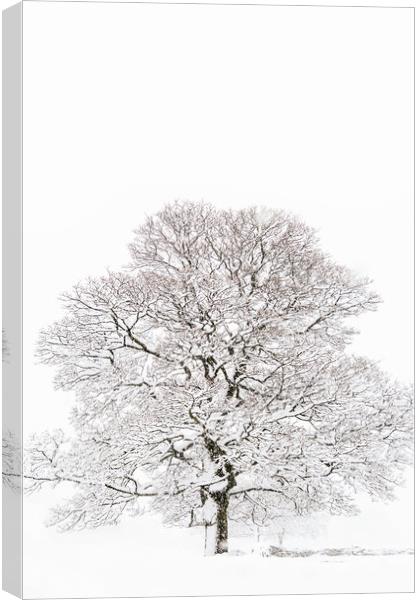 Winter Tree Canvas Print by chris smith