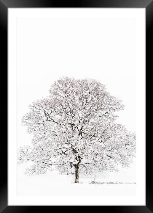 Winter Tree Framed Mounted Print by chris smith