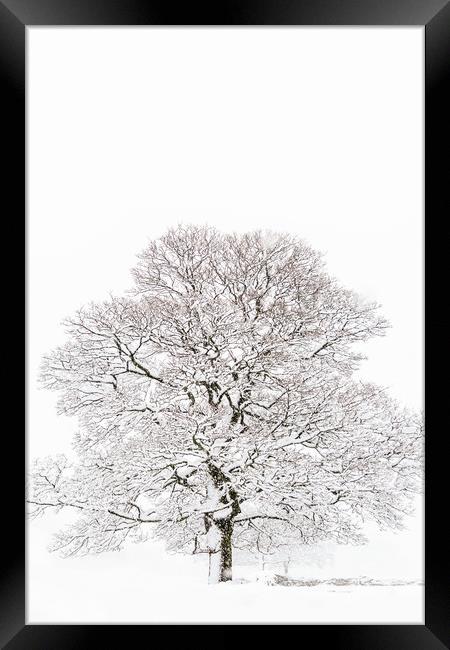 Winter Tree Framed Print by chris smith
