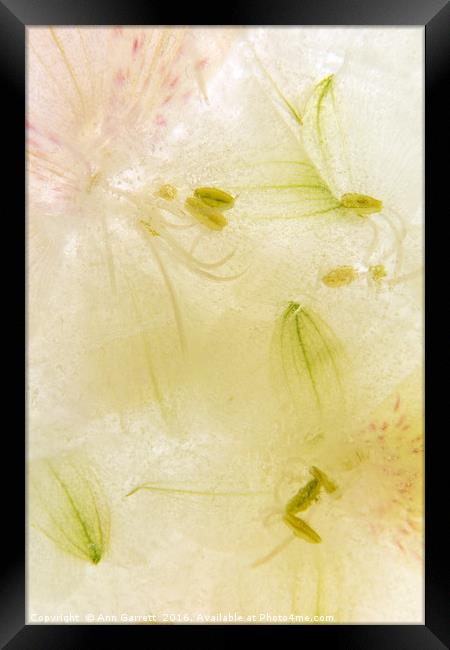 Alstroemeria flowers in ice Framed Print by Ann Garrett