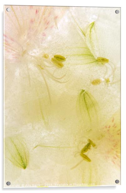 Alstroemeria flowers in ice Acrylic by Ann Garrett