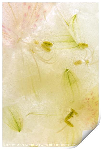 Alstroemeria flowers in ice Print by Ann Garrett