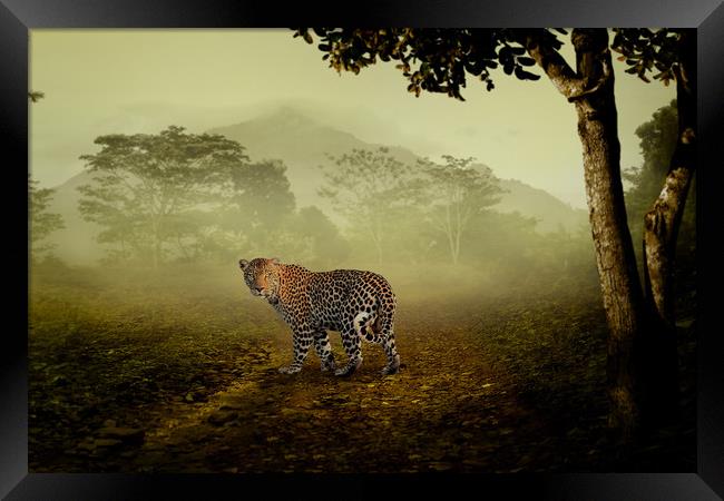 Leopard surprised in the forest Framed Print by Guido Parmiggiani