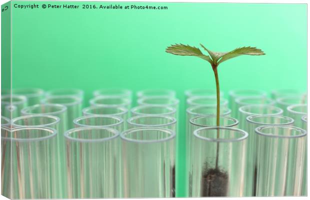 Seedling in a Test Tube. Canvas Print by Peter Hatter