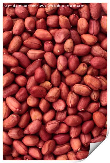 Red Skin Peanuts Print by Peter Hatter