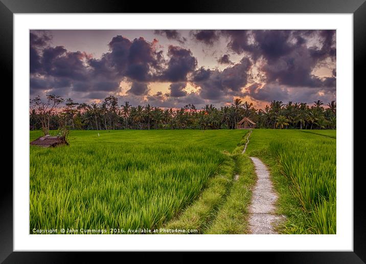 Sunset over Rice Fields Framed Mounted Print by John Cummings