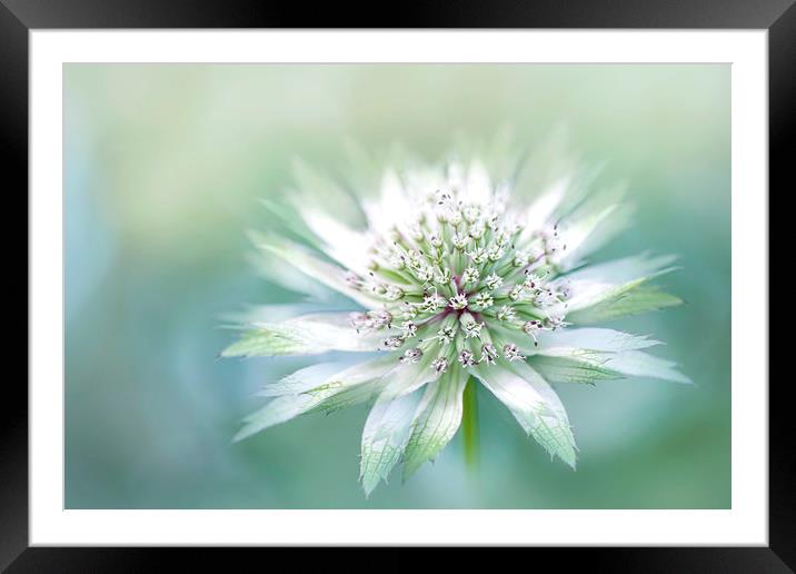 Masterwort White Flower Framed Mounted Print by Jacky Parker