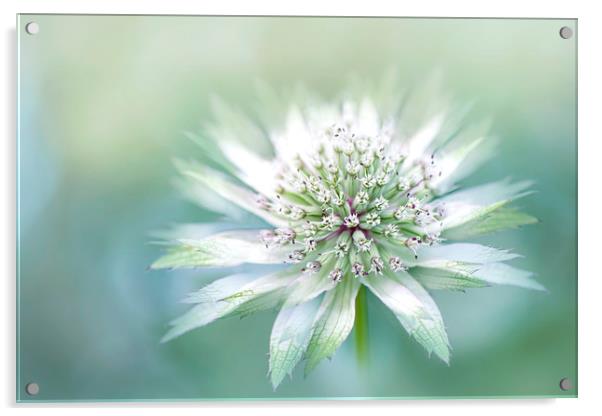 Masterwort White Flower Acrylic by Jacky Parker