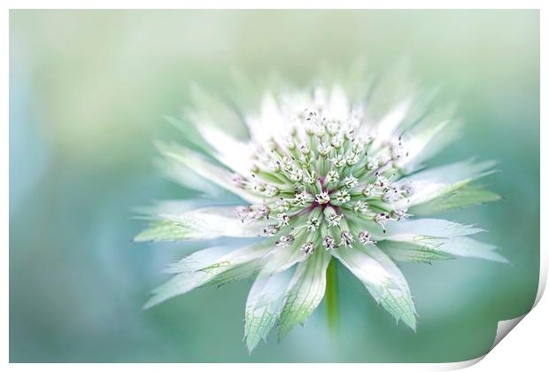Masterwort White Flower Print by Jacky Parker