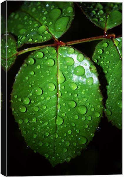 Leaves With Rain Drops Canvas Print by Dave Windsor
