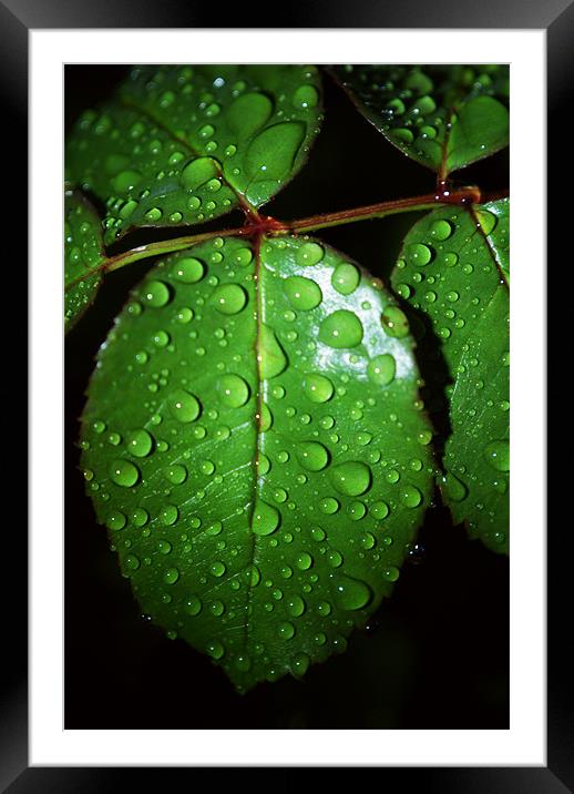 Leaves With Rain Drops Framed Mounted Print by Dave Windsor