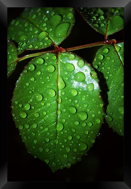Leaves With Rain Drops Framed Print by Dave Windsor