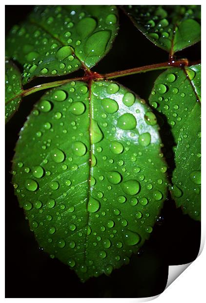 Leaves With Rain Drops Print by Dave Windsor