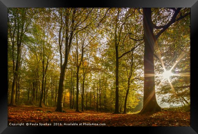 Autumn Sunburst Blickling Great Wood. Framed Print by Paula Sparkes