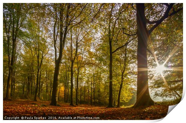 Autumn Sunburst Blickling Great Wood. Print by Paula Sparkes