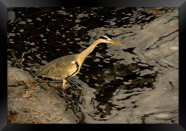 Heron by the River Ness Framed Print by Jacqi Elmslie