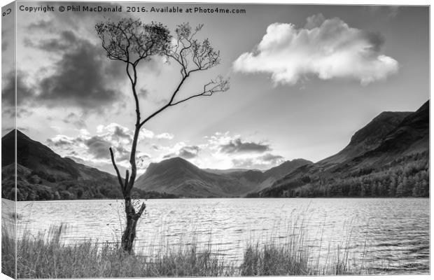 Buttermere Tree, Lake District Canvas Print by Phil MacDonald