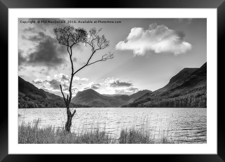 Buttermere Tree, Lake District Framed Mounted Print by Phil MacDonald