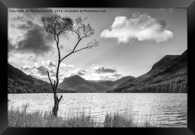 Buttermere Tree, Lake District Framed Print by Phil MacDonald