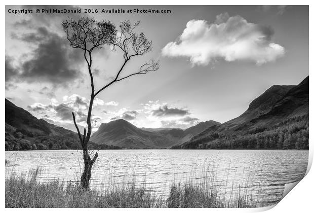 Buttermere Tree, Lake District Print by Phil MacDonald