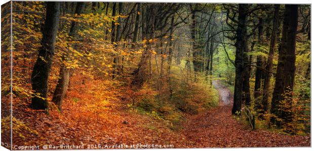 Walk in the Woods Canvas Print by Ray Pritchard