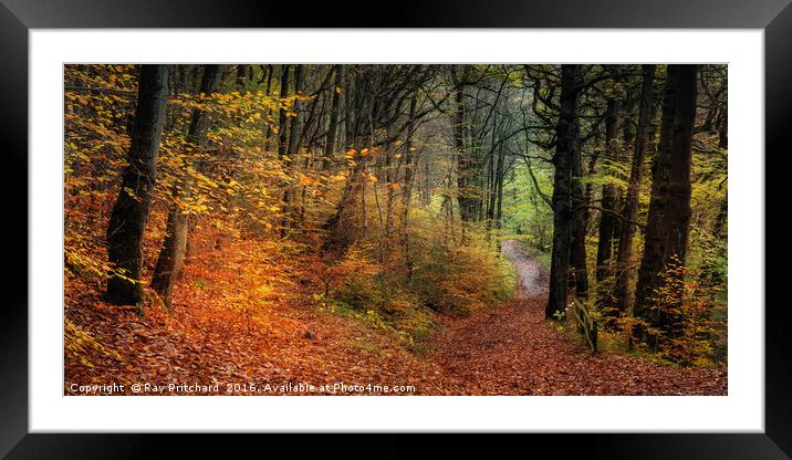 Walk in the Woods Framed Mounted Print by Ray Pritchard