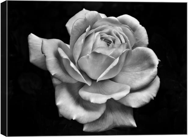 White Rose on Dark Canvas Print by Philip Openshaw