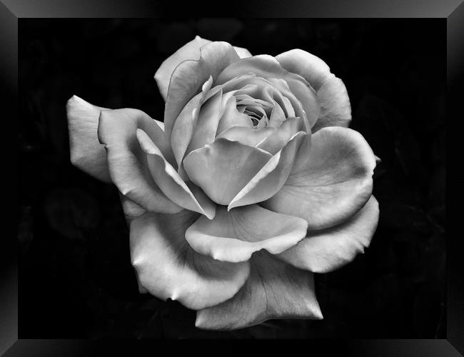 White Rose on Dark Framed Print by Philip Openshaw