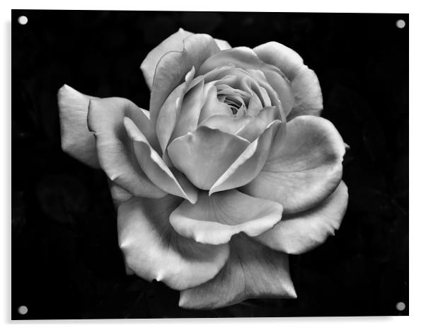 White Rose on Dark Acrylic by Philip Openshaw