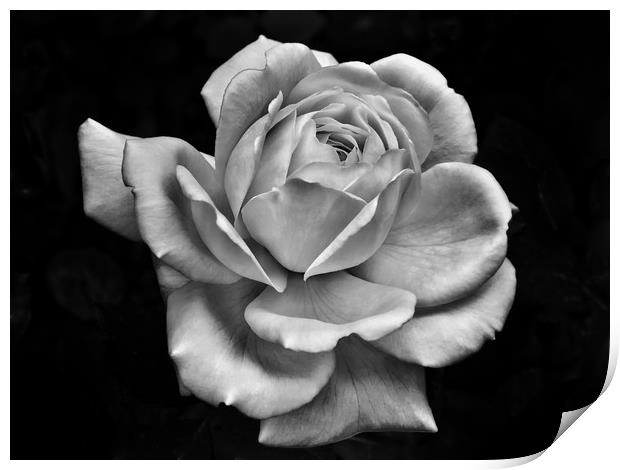 White Rose on Dark Print by Philip Openshaw