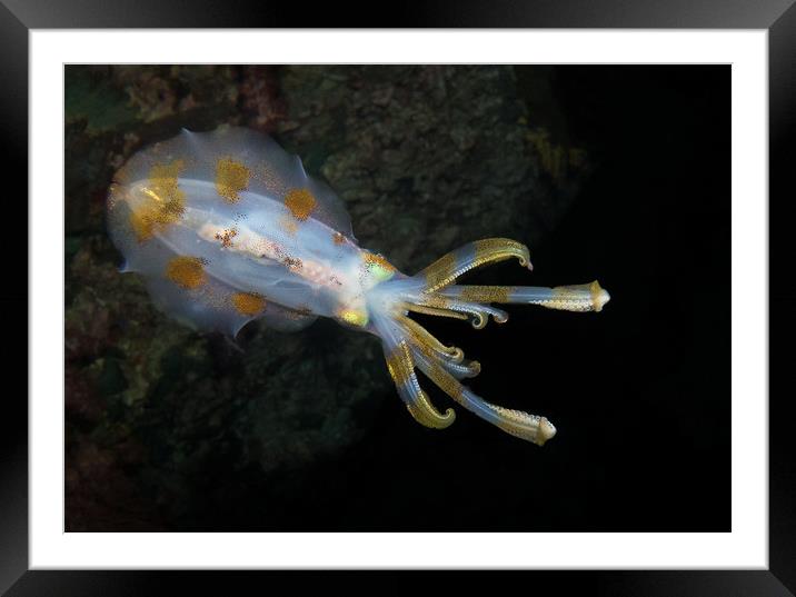 Squid Hunting at night Framed Mounted Print by Dave Collins