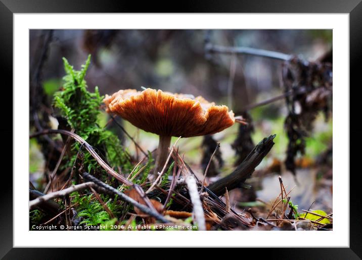 Autumn fungus Framed Mounted Print by Jurgen Schnabel