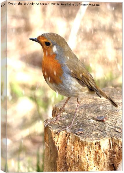 Winter Robin Red Breast Canvas Print by Andy Anderson