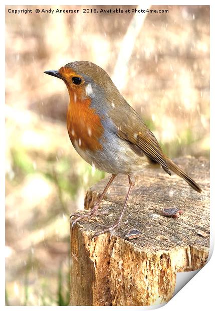 Winter Robin Red Breast Print by Andy Anderson