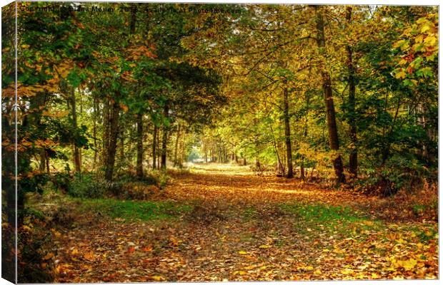 Autumn in Essex Canvas Print by Diana Mower