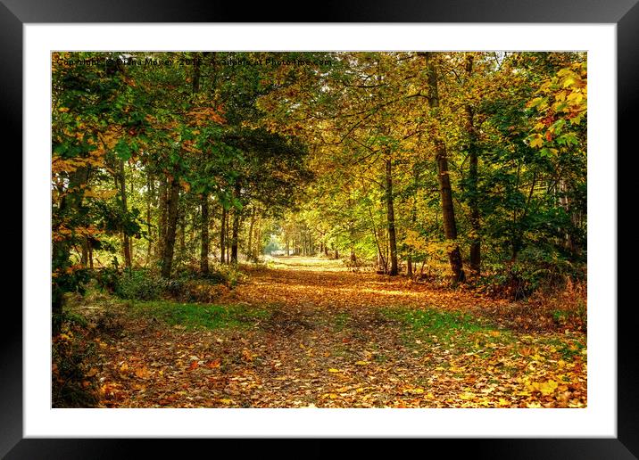 Autumn in Essex Framed Mounted Print by Diana Mower