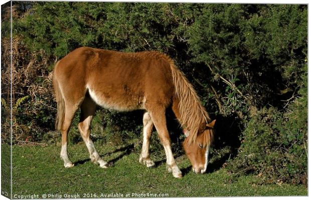 New Forest Pony Canvas Print by Philip Gough