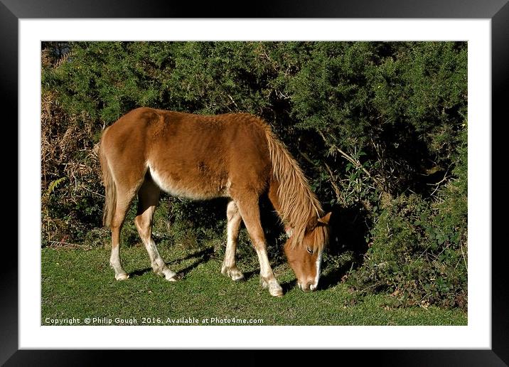 New Forest Pony Framed Mounted Print by Philip Gough