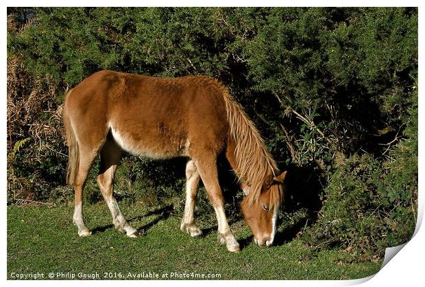 New Forest Pony Print by Philip Gough