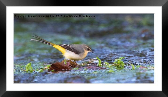 Grey Wagtail on the Leaf Framed Mounted Print by Martin Kemp Wildlife