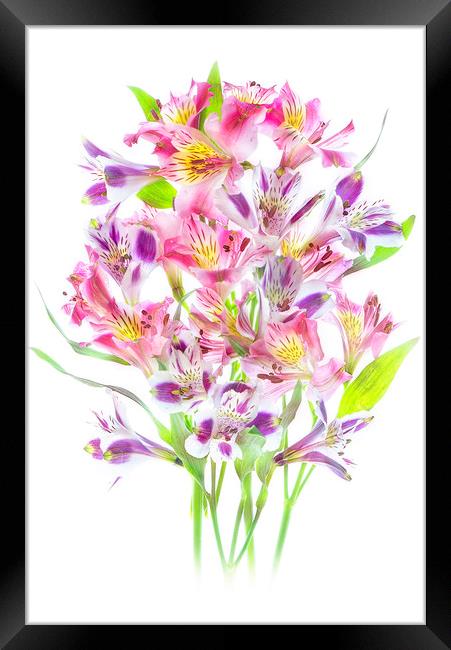 Multi-Coloured Peruvian Lilies Framed Print by Jacky Parker
