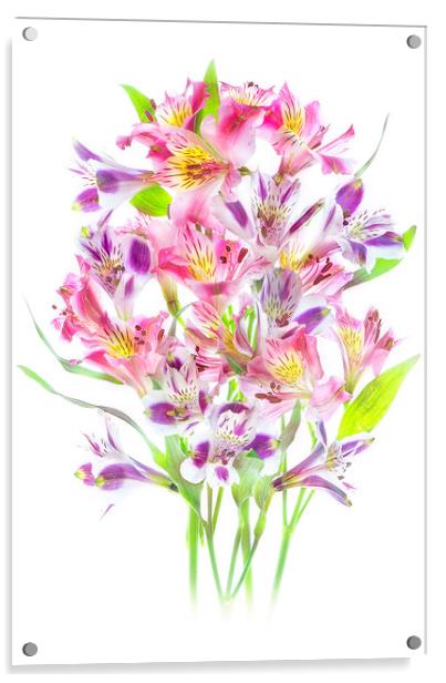 Multi-Coloured Peruvian Lilies Acrylic by Jacky Parker