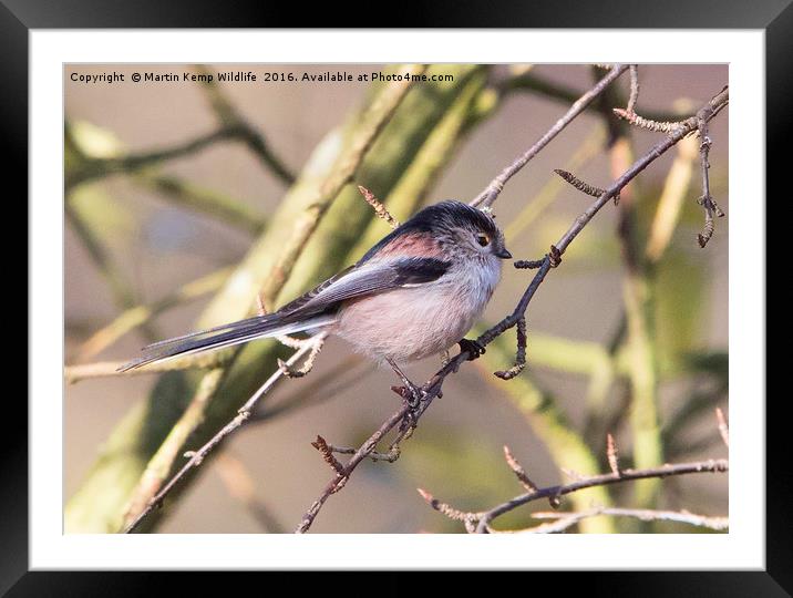 Longtail Tit Framed Mounted Print by Martin Kemp Wildlife