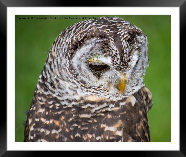 Owl Framed Mounted Print by ShadowWolf Studio