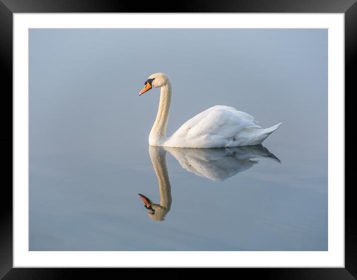 Serene Swan Framed Mounted Print by Dave Collins