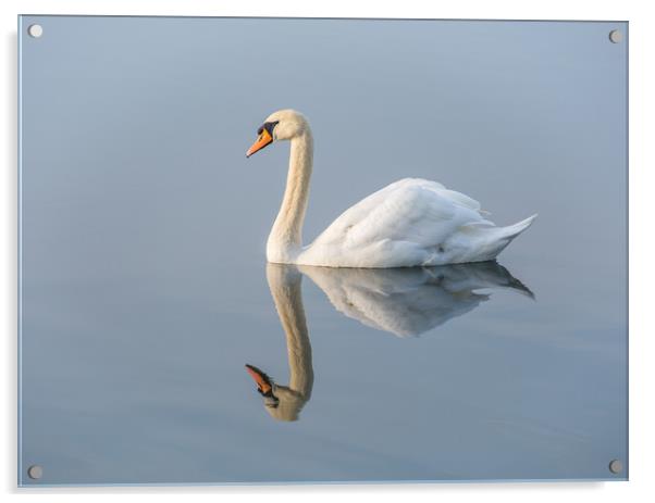 Serene Swan Acrylic by Dave Collins