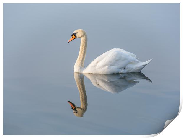 Serene Swan Print by Dave Collins
