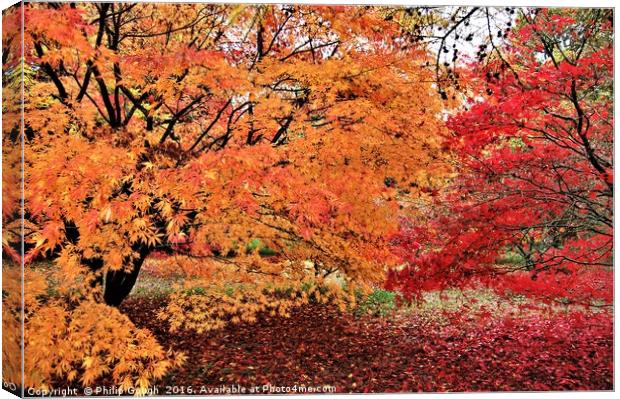 Autumn Colours Canvas Print by Philip Gough