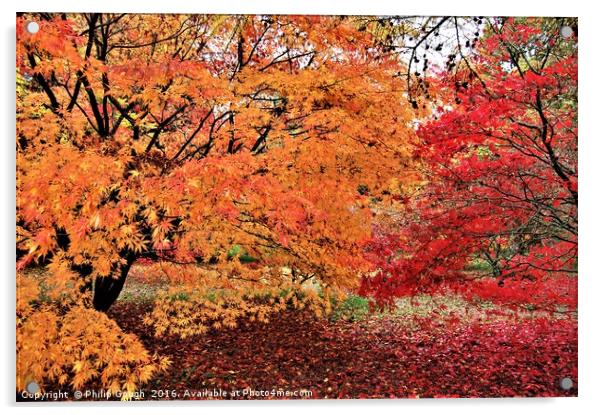 Autumn Colours Acrylic by Philip Gough