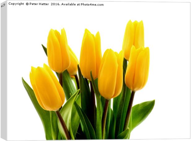 A bunch of fresh yellow Tulips. Canvas Print by Peter Hatter